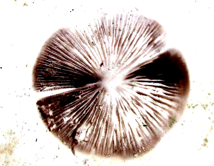 Psathyrella, spore print, dark-brown spores
