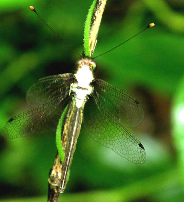 owlfly in Yucatán, Mexico, apparent white fungus on thorax