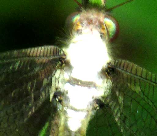 owlfly in Yucatán, Mexico, thorax covered with fungus