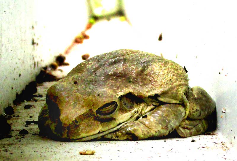 Mexican Treefrog, SMILISCA BAUDINII, balled up to expose least surface area to evaporation, front view