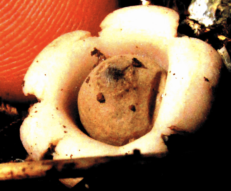 Earthstar, Geastrum saccatum, in Yucatan, Mexico