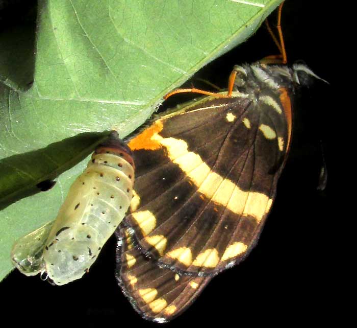 Bordered Patch, CHLOSYNE LACINIA, adult just emerged from chrysalis