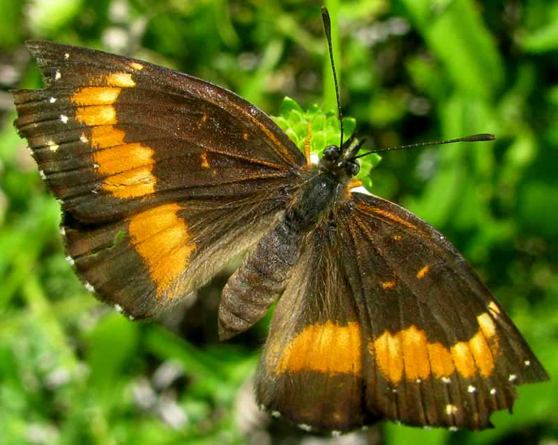 Bordered Patch, CHLOSYNE LACINIA