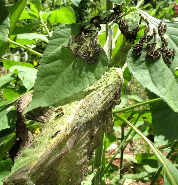 middle instar caterpillars of Bordered Patch, Chlosyne lacinia