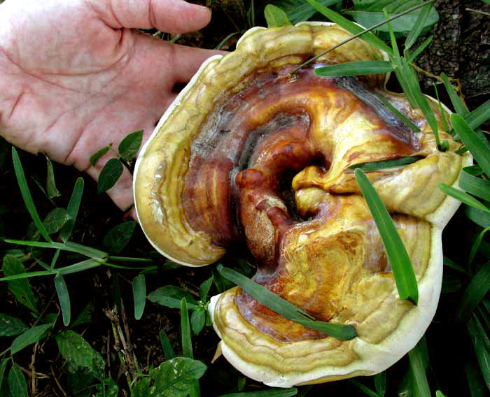 GANODERMA OERSTEDII