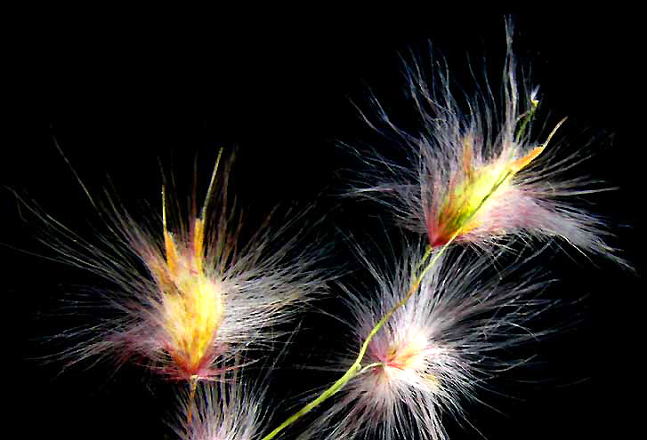 MELINIS REPENS, Ruby Grass or Natal Grass, flowers