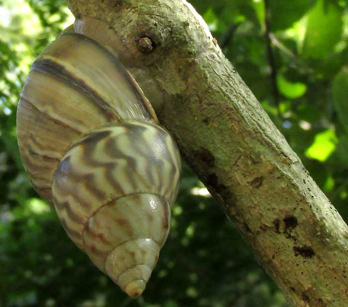 Yucatan snail, probaby ORTHALICUS PRINCEPS