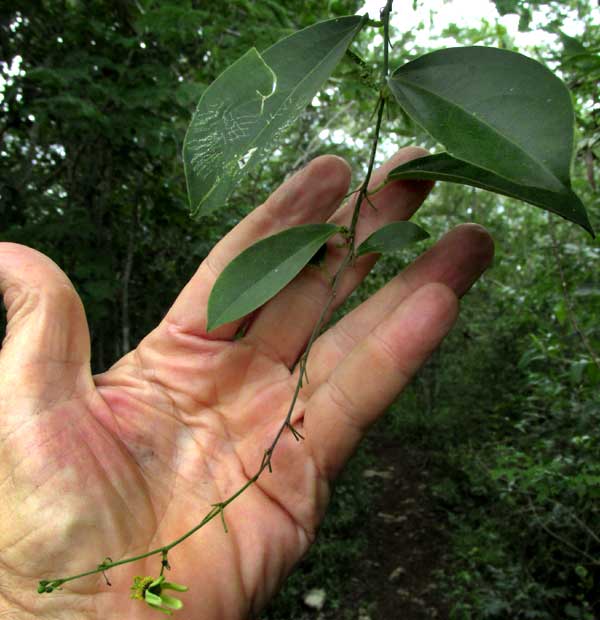 PASSIFLORA OBOVATA