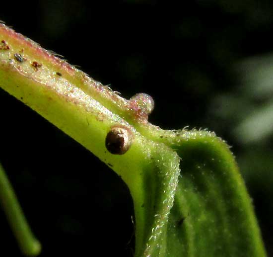 PASSIFLORA OBOVATA, glands at blade base