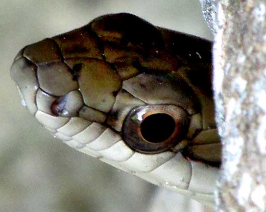 Neotropical Racer, MASTIGODRYAS MELANOLOMUS, head from side