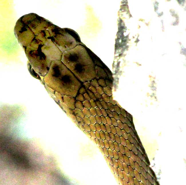 Neotropical Racer, MASTIGODRYAS MELANOLOMUS, head from top