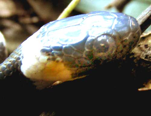 Short-faced Snail-eater, DIPSAS BREVIFACIES, side of head