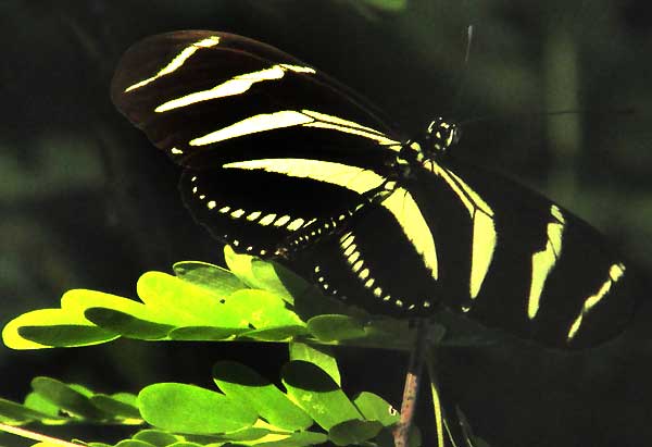 Zebra Heliconian, HELICONIUS CHARITHONIA, open wings