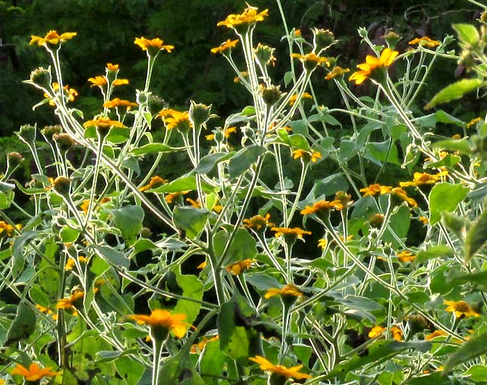 TITHONIA ROTUNDIFOLIA