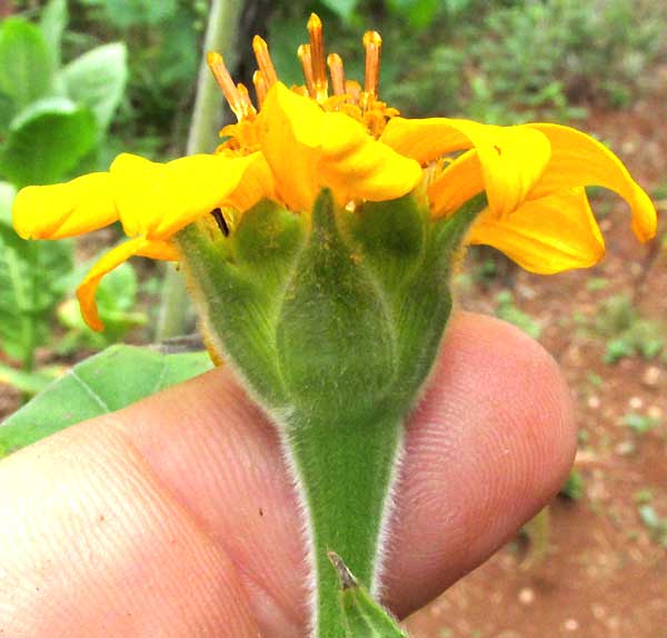 TITHONIA ROTUNDIFOLIA, side view showing bracts and fistulose peduncle