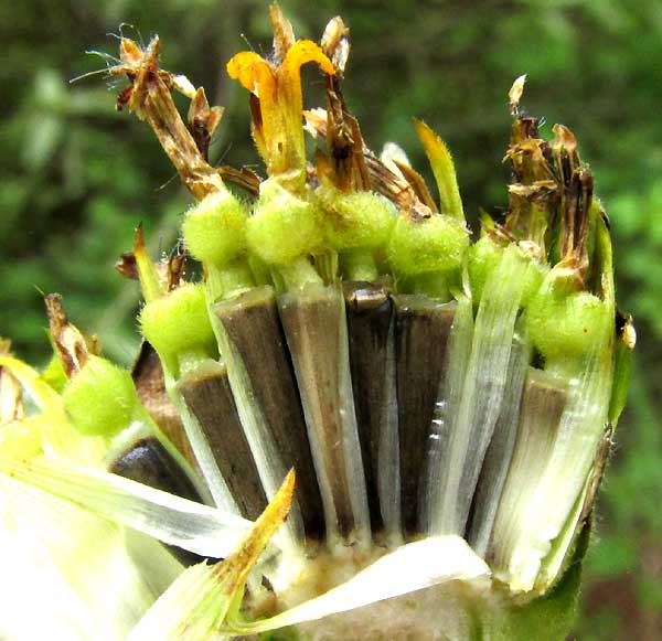 TITHONIA ROTUNDIFOLIA, head longitudinal section showing cypselae 