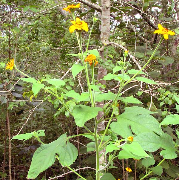 TITHONIA ROTUNDIFOLIA, leaves