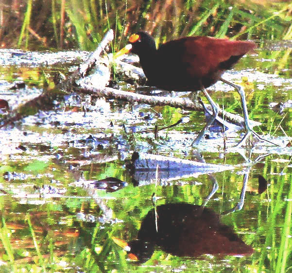 Northern Jacana, JACANA SPINOSA