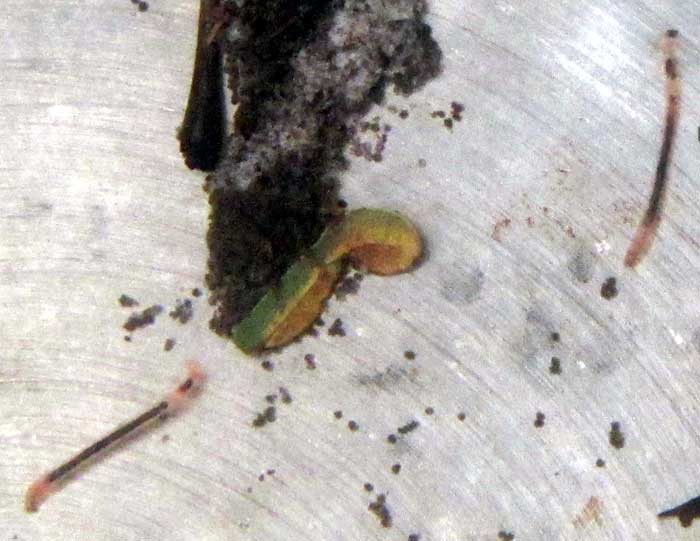 early larval stage of Chironomida, closer