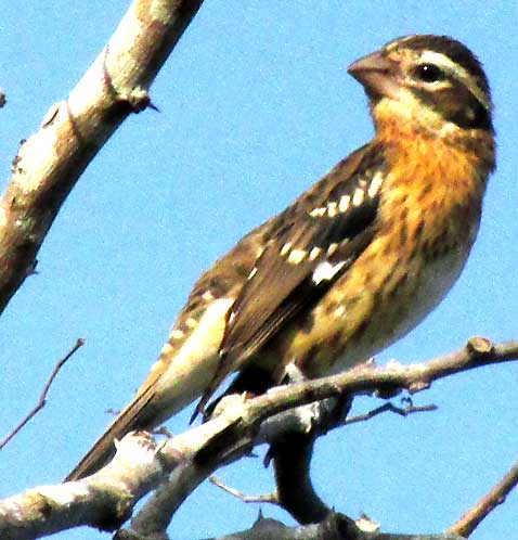 Rose-breasted Grosbeak, PHEUCTICUS LUDOVICIANUS, male juvenile