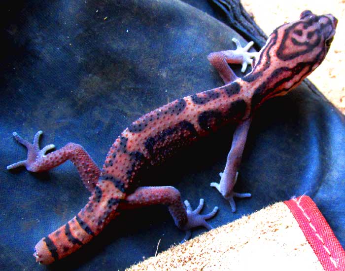 Yucatán Banded Gecko, COLEONYX ELEGANS