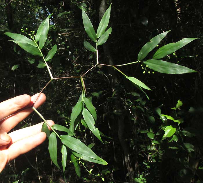 LASIACIS DIVARICATA zigzagging terminal flowering branch