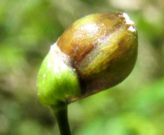 LASIACIS DIVARICATA oblique spikelet