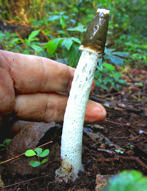 Stinkhorn in Mexico, PHALLUS cf. IMPUDICUS