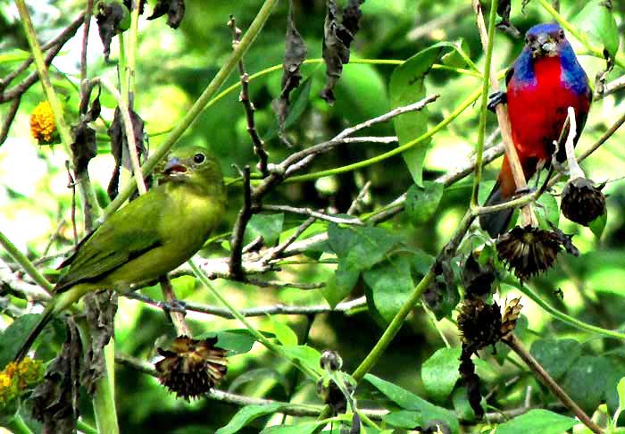 Painted Buntings feeding on TITHONIA ROTUNDIFOLIA fruits