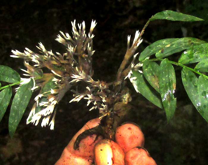 THELEPHORA cf. PSEUDOVERSATILIS