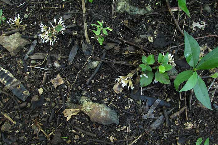 THELEPHORA cf. PSEUDOVERSATILIS