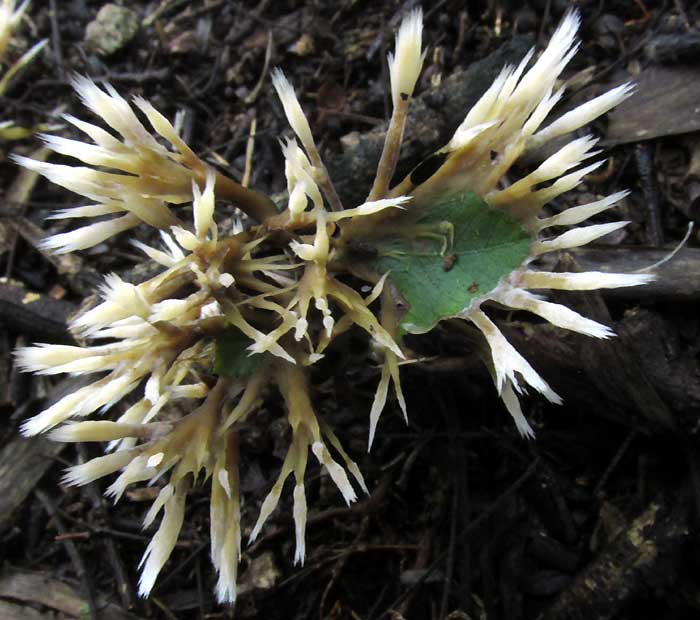 THELEPHORA cf. PSEUDOVERSATILIS