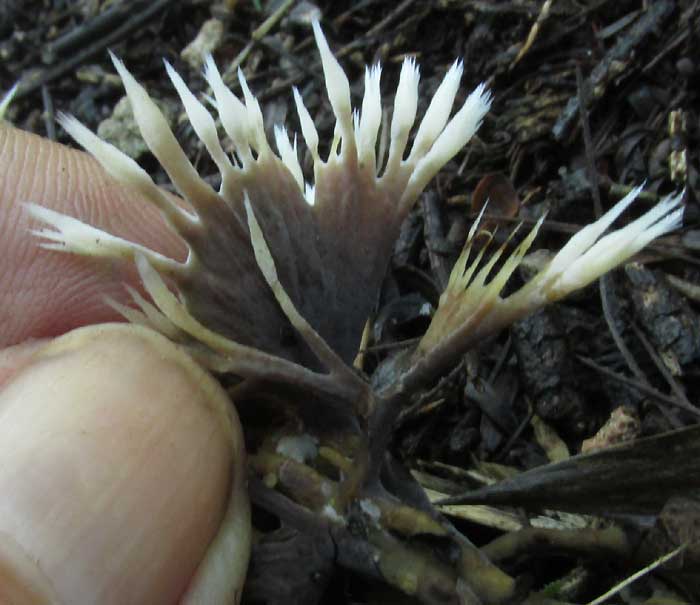 THELEPHORA cf. PSEUDOVERSATILIS