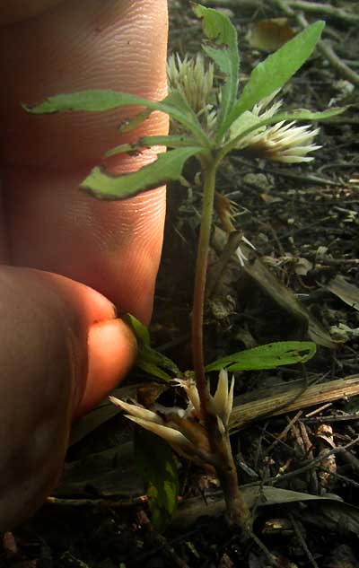 THELEPHORA cf. PSEUDOVERSATILIS