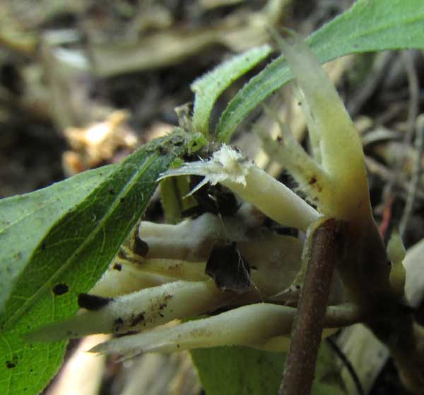 THELEPHORA cf. PSEUDOVERSATILIS