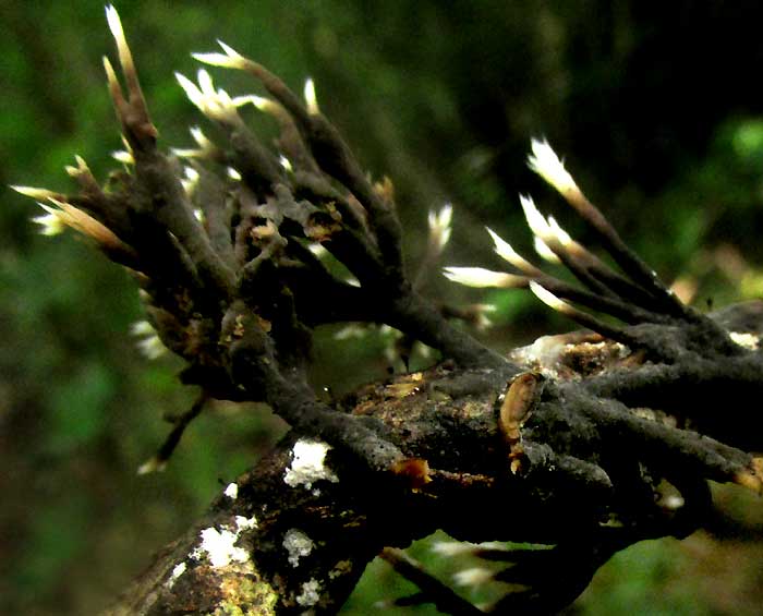 THELEPHORA cf. PSEUDOVERSATILIS