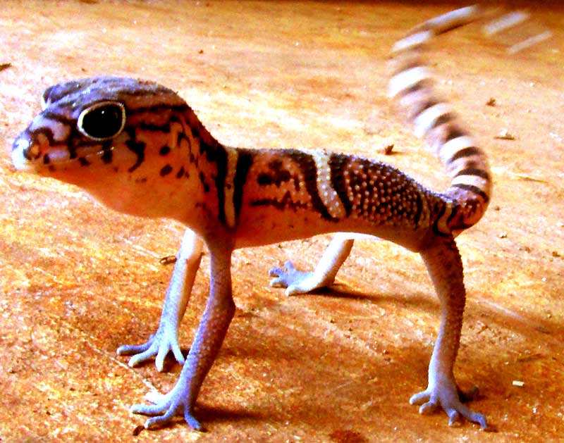 Yucatán Banded Gecko, COLEONYX ELEGANS, threat position