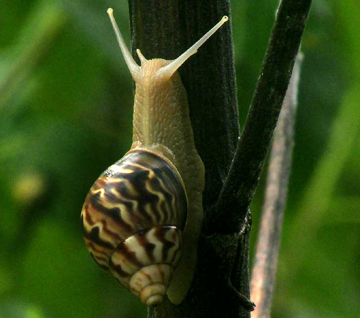 Yucatan snail, probaby ORTHALICUS PRINCEPS