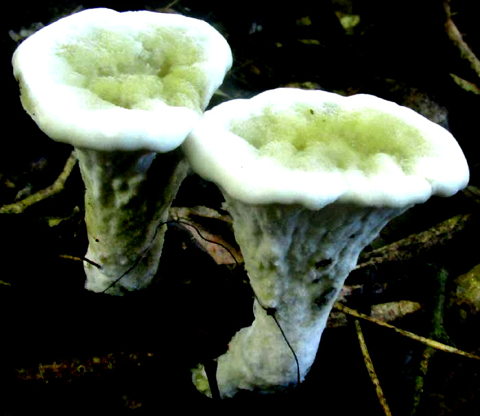 cf. CLAVARIADELPHUS TRUNCATUS, view from top