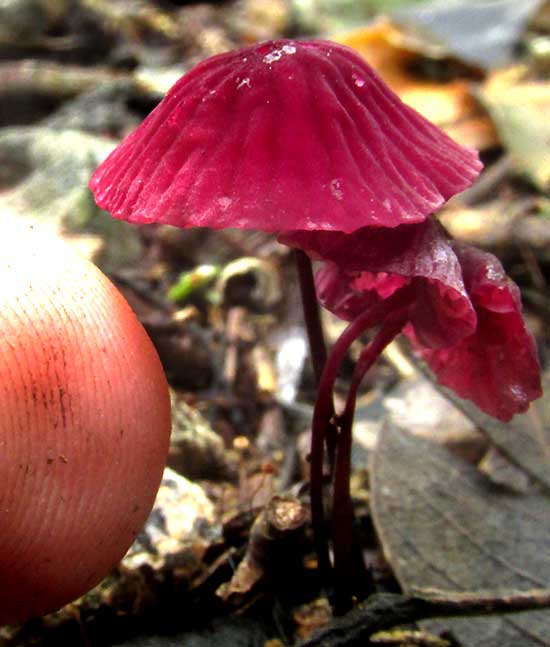 MARASMIUS HAEMATOCEPHALUS