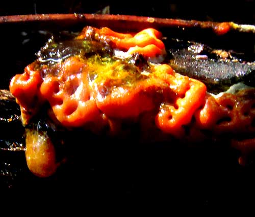 orange tropical slime mold close-up