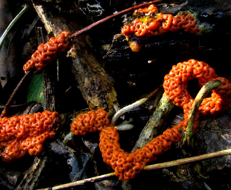 orange tropical slime mold 