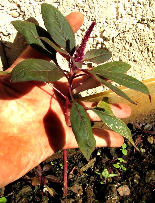 very small Red Amaranth flowering