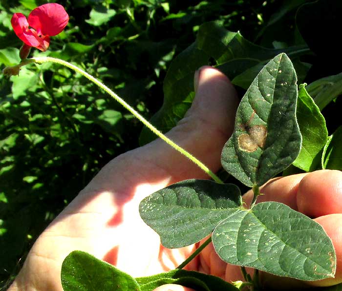 Purple Bushbean, MACROPTILIUM ATROPURPUREUM, red-flowered form