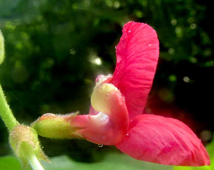 Purple Bushbean, MACROPTILIUM ATROPURPUREUM, blossom side view of red-flowered form