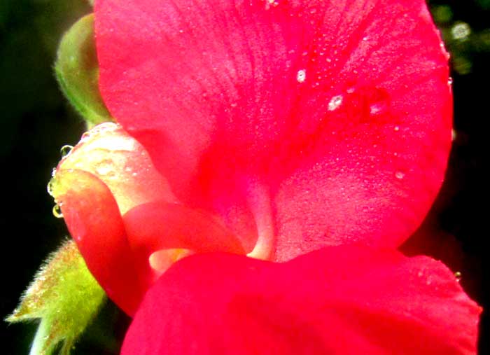 Purple Bushbean, MACROPTILIUM ATROPURPUREUM, blossom front view of red-flowered form