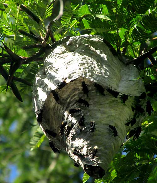 Parachartergus apicalis working on half-finished nest