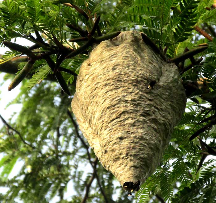 Parachartergus apicalis finished nest