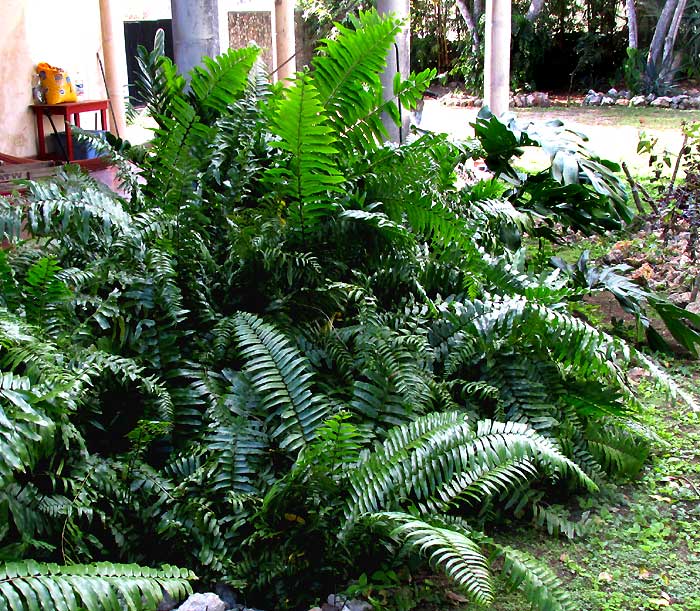 Sword Fern, NEPHROLEPIS EXALTATA, in tropical garden