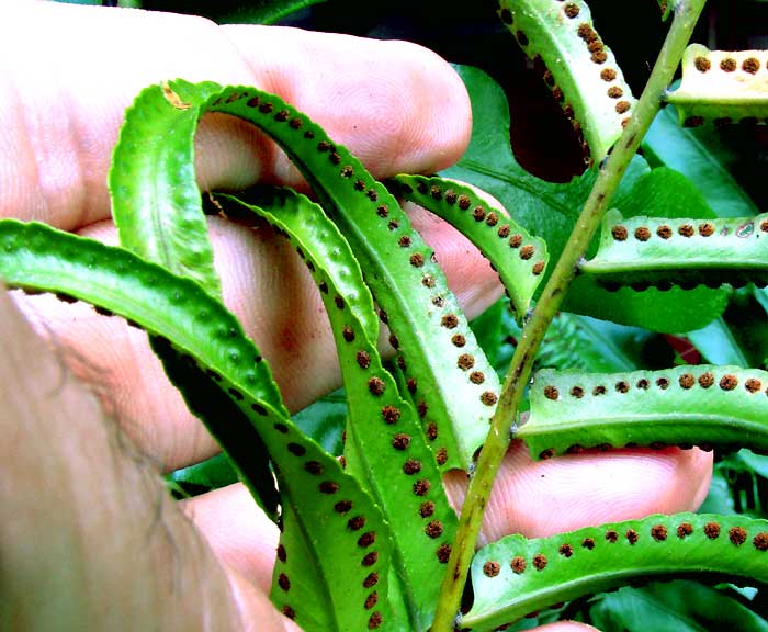 Sword Fern, NEPHROLEPIS EXALTATA, sori on fertile pinnae